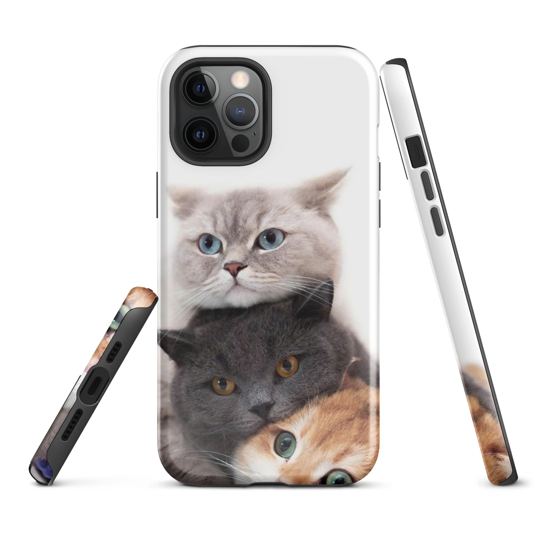 Chats Domestique Coque - Shodiva