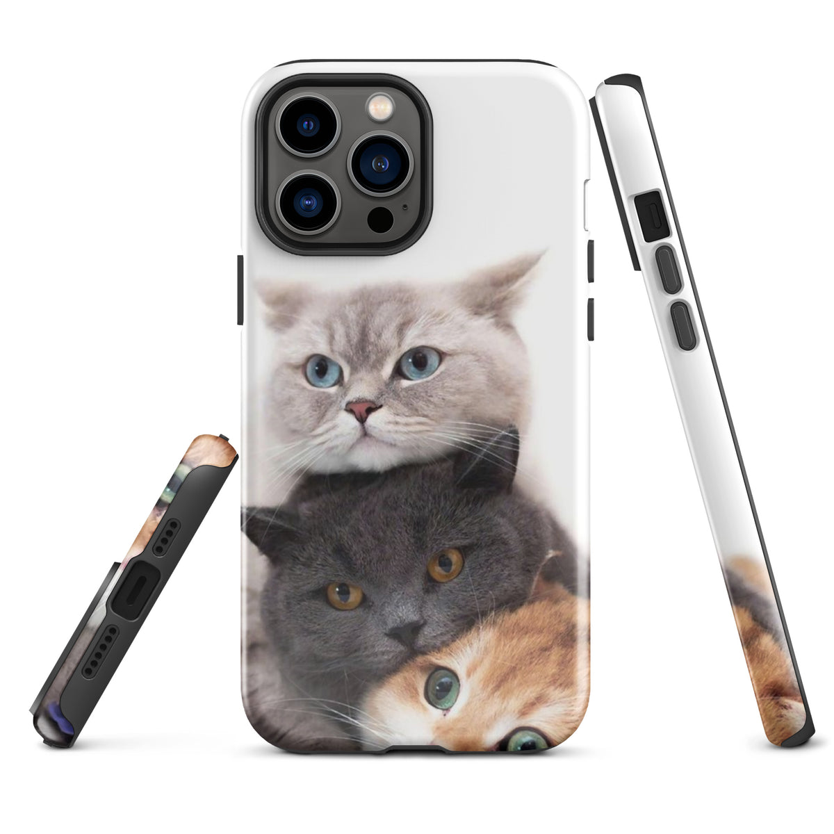 Chats Domestique Coque - Shodiva