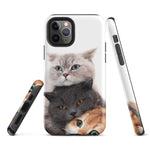 Chats Domestique Coque - Shodiva