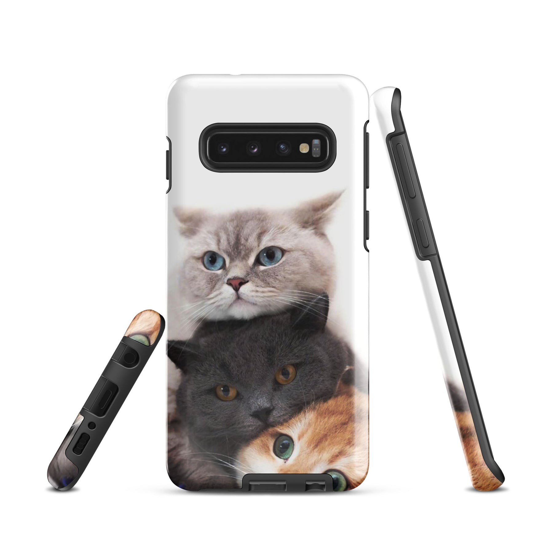 Chats Domestique Coque - Shodiva