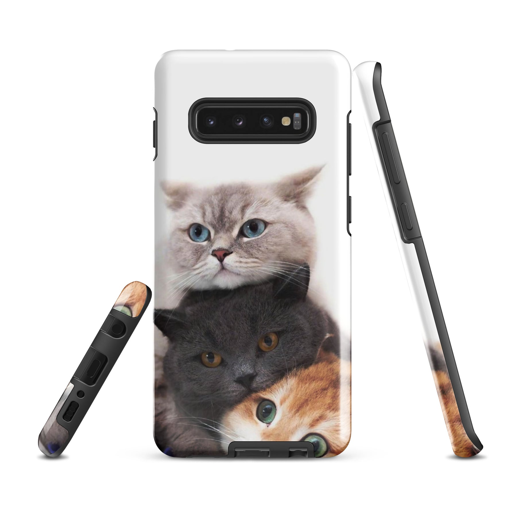 Chats Domestique Coque - Shodiva