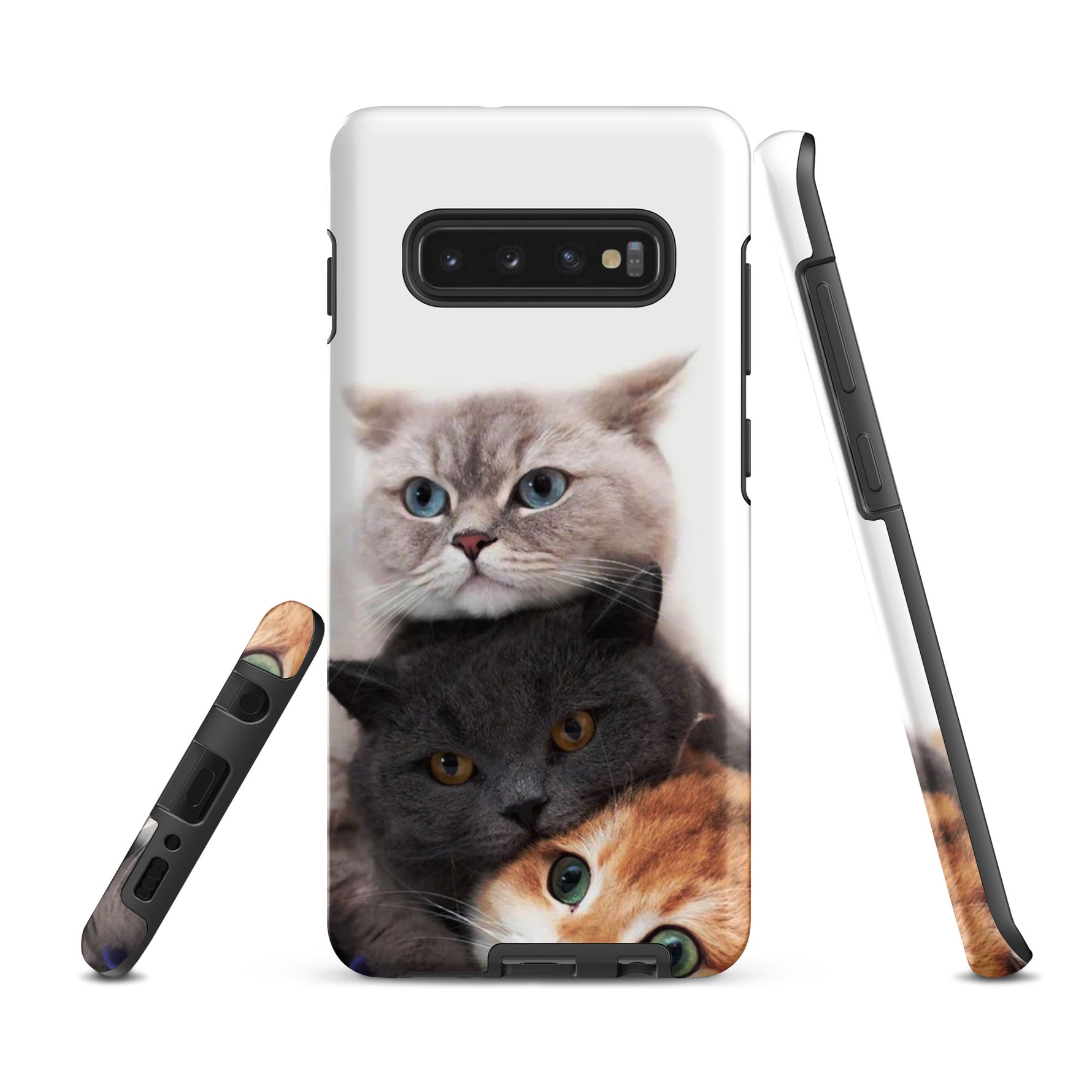 Chats Domestique Coque - Shodiva